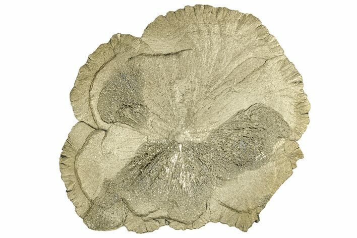 Pyrite Sun - Sparta, Illinois #315880